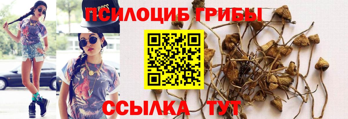 Галлюциногенные грибы Psilocybe Гулькевичи